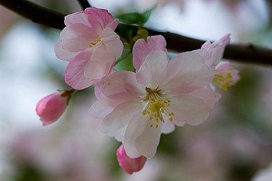 《DOTA2》国家队获微博之夜年度影响力电竞团队